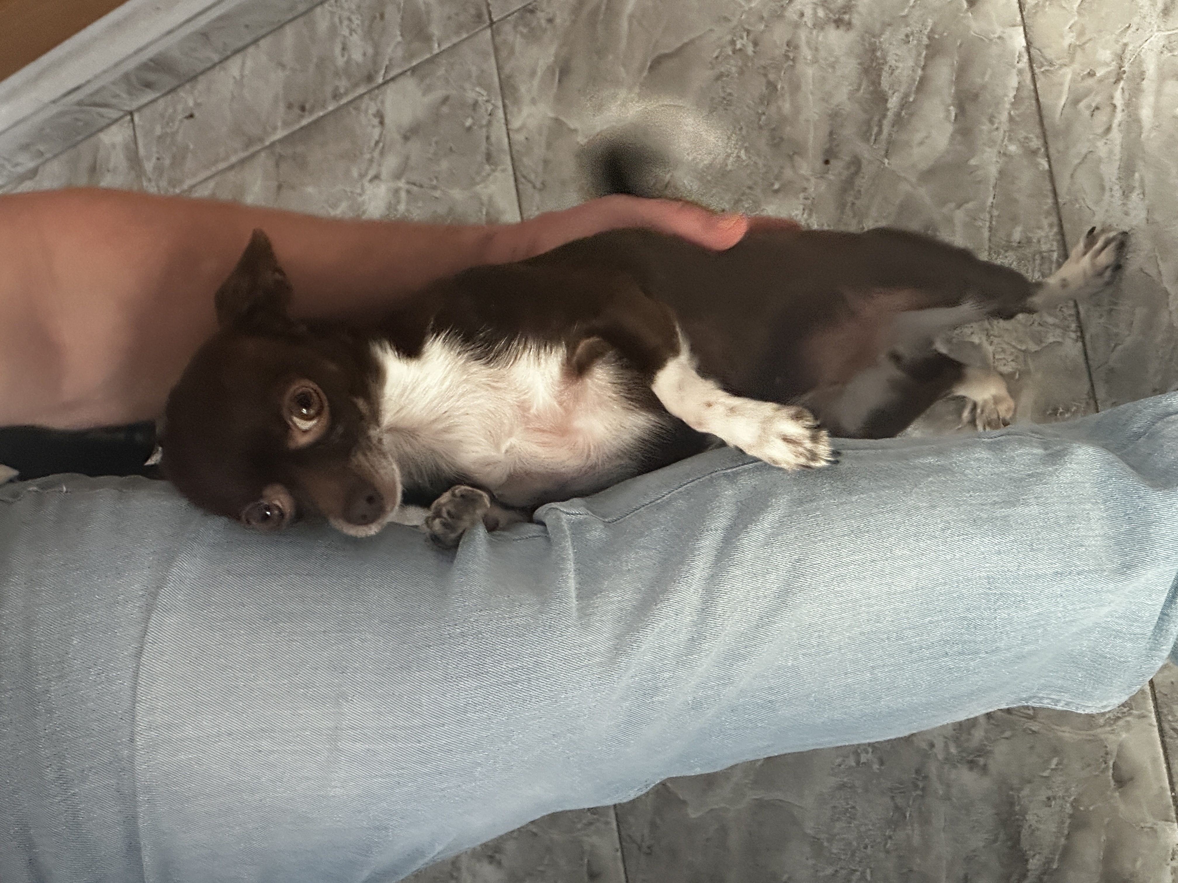 Mini, el perrito de 1kg que te va a ganar el corazón